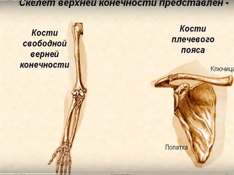 Какими костями образован пояс верхних конечностей. Плечевой пояс и скелет верхних конечностей. Кость скелета свободной верхней конечности. Верхняя конечность скелет 9 класс. Скелет свободной верхней конечности рисунок.