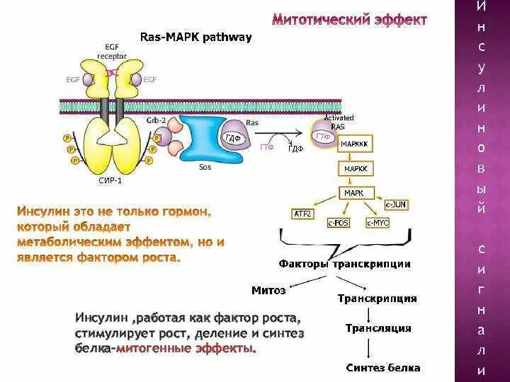 Механизм действия инсулина биохимия схема. Механизм действия инсулина биохимия. Ведущие молекулярные механизмы действия инсулина. Механизм действия инсулина 8 класс. Участвует в синтезе инсулина