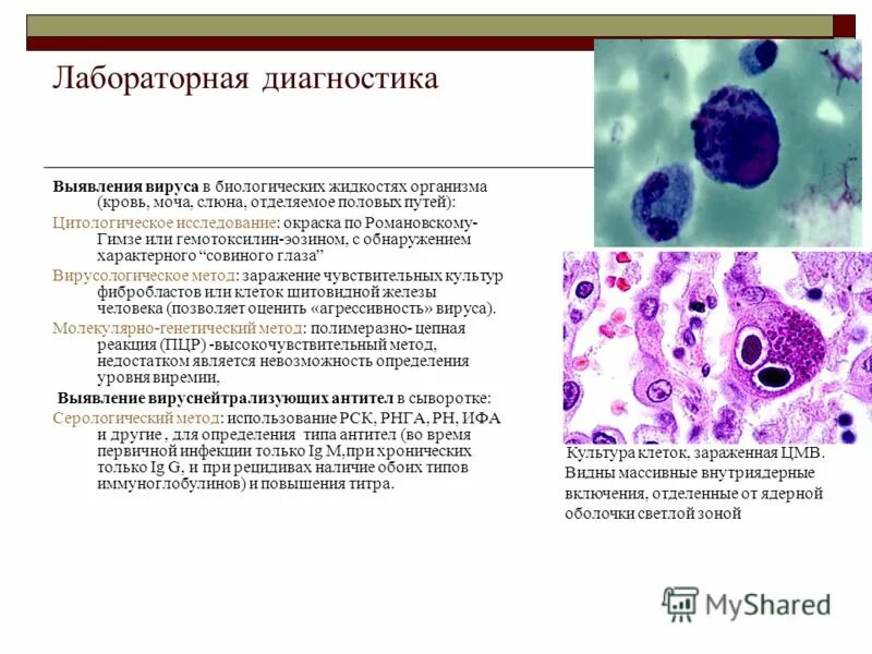 Цитологический метод примеры