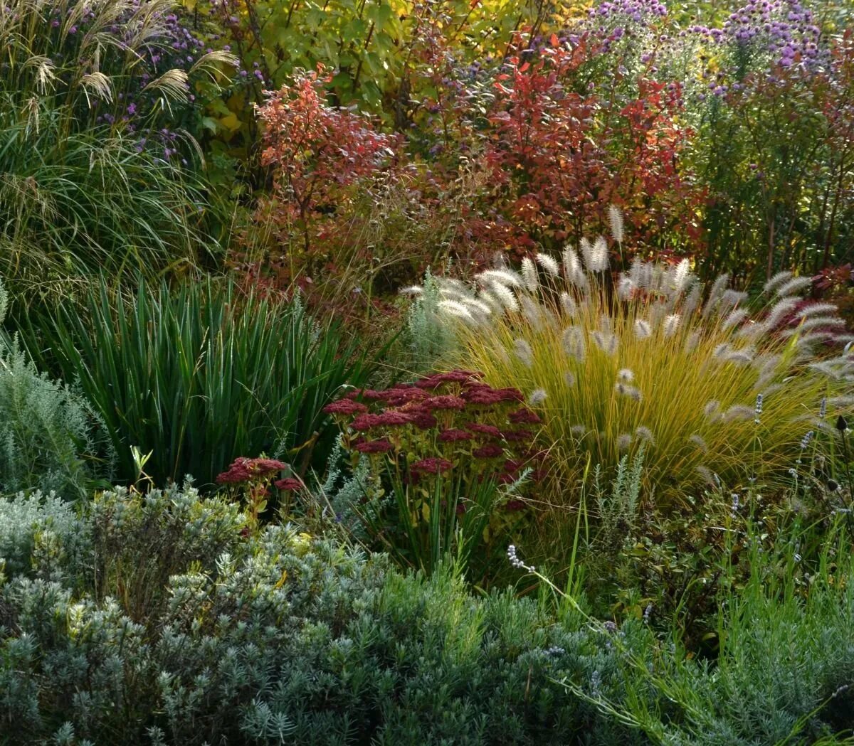 Мискантус китайский фар ист мэйден. Вейник остроцветковый karl foerster. Мискантус зебрина. Декоративные злаки пит удольф. Декоративные культуры злаков.