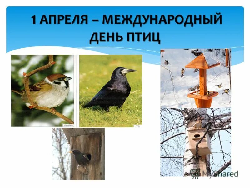 День птиц. Международный день Пти. Всемирный день птиц. 1 Апреля день птиц.