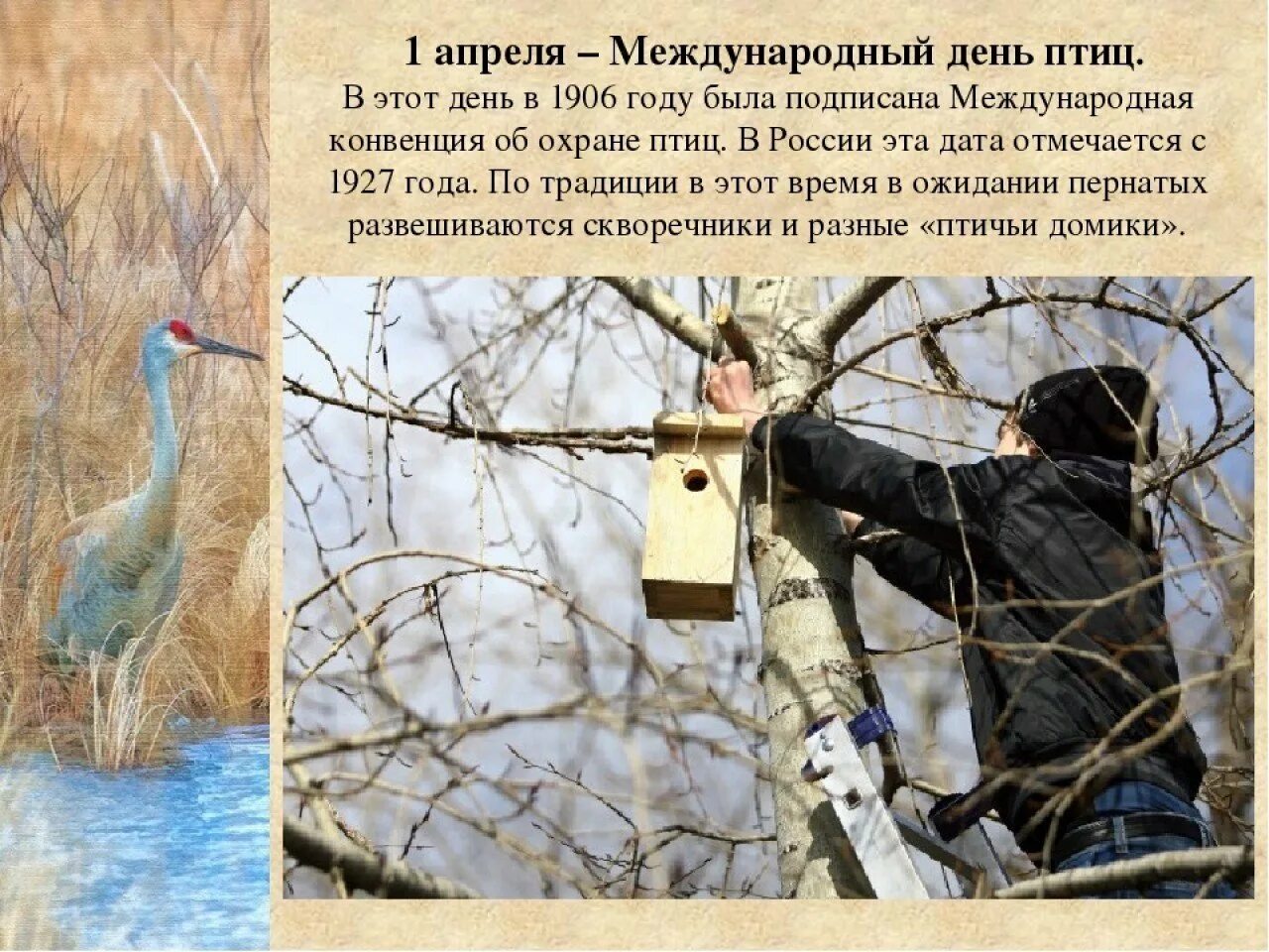 День птиц сыктывкар. 1 апреля день птиц. Проведение дня птиц. Проведение дня птиц. Апрель день птиц.