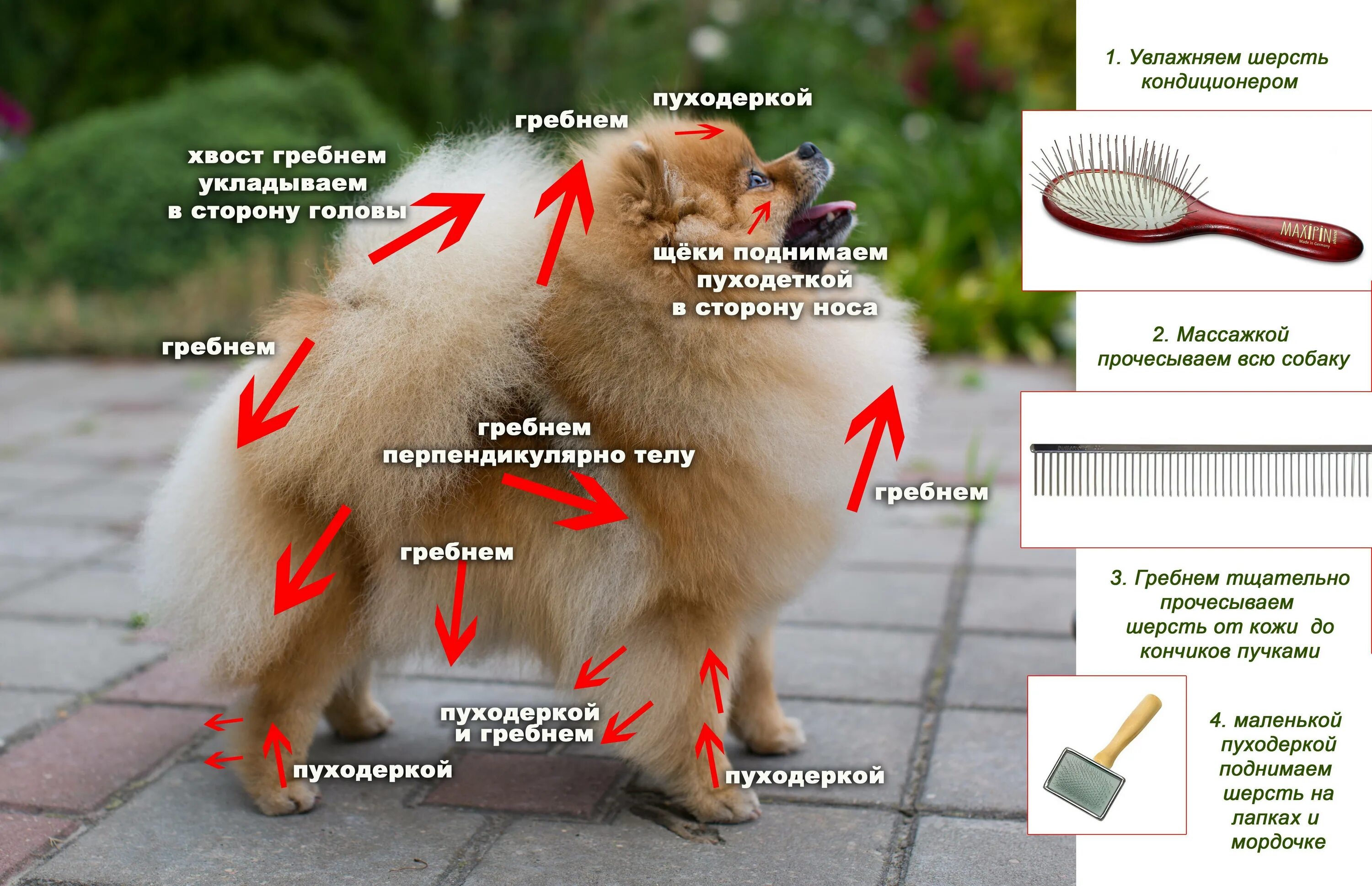 Сколько типов шерсти у собак