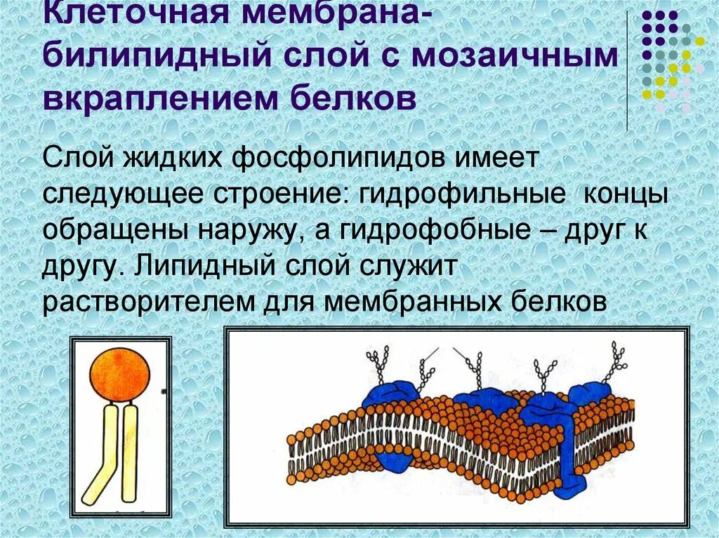 Слои образующие мембрану клетки