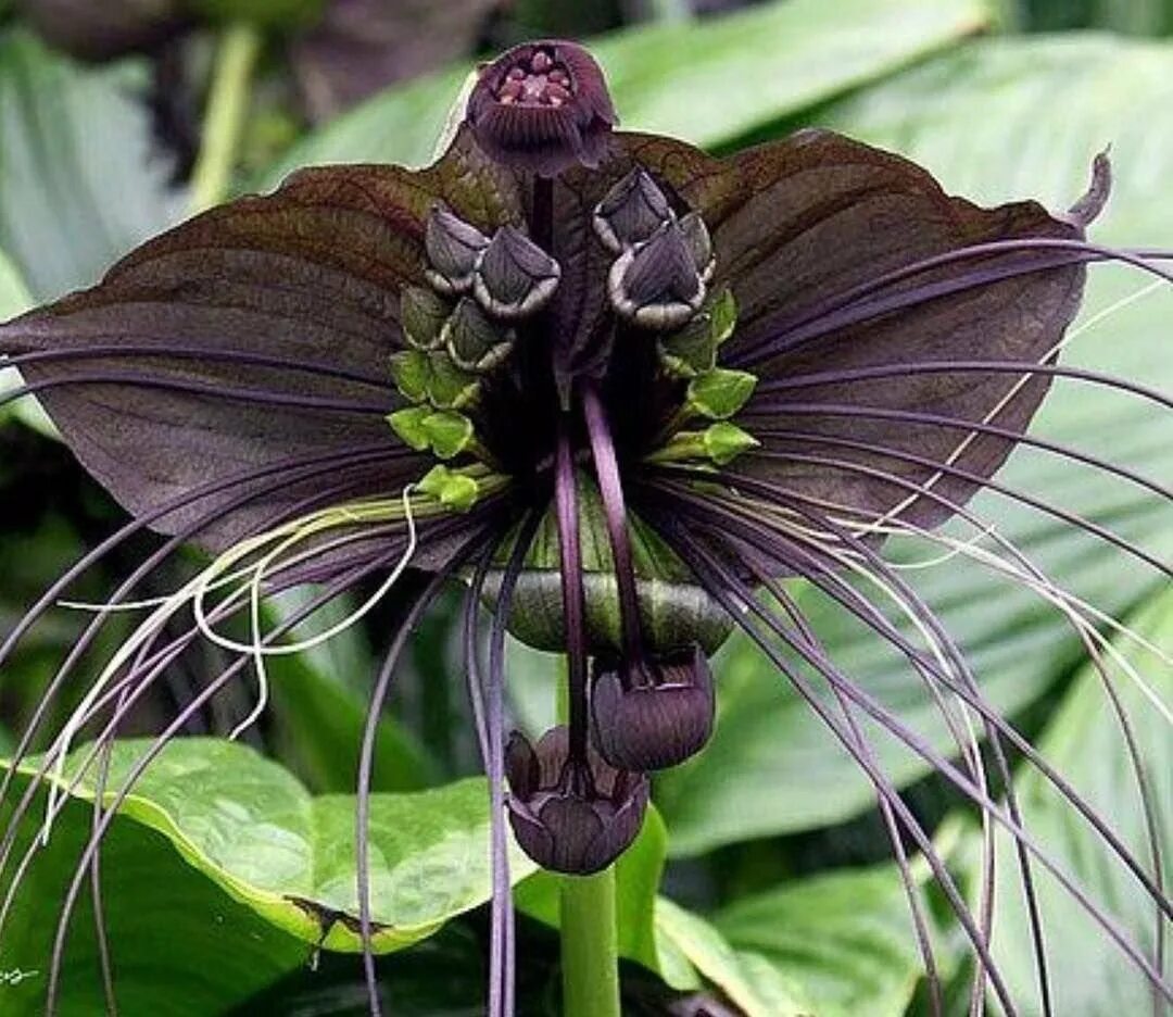 Невероятные цветы. Такка Шантрье черная. Черная Орхидея Такка Шантрье. Такка Шантрье (Black bat Flower). Черная Такка летучая мышь растение.