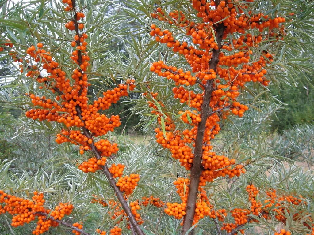 Облепиха кустарник. Облепиха крушиновидная куст. Облепиха крушиновидная джемовая. Облепиха кустарник. Облепиха крушиновидная пантелеевская.