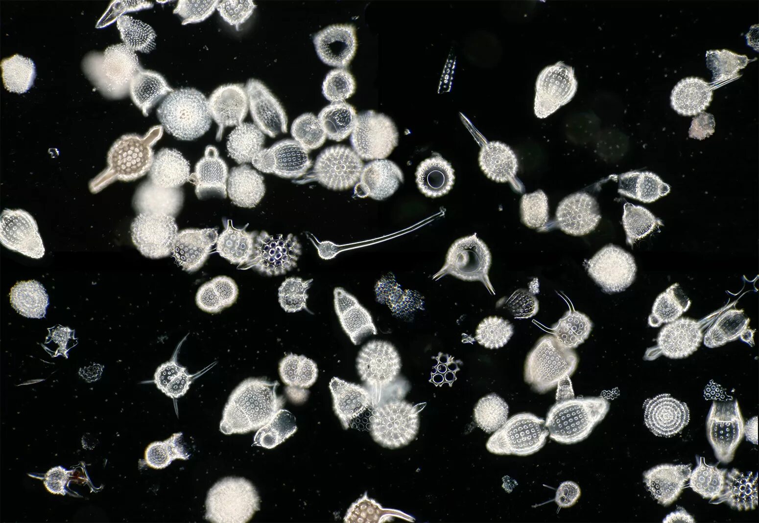 Планктон зоопланктон. Зоопланктон одноклеточные. Планктонная личинка. Зоопланктон и фитопланктон. Г фитопланктон