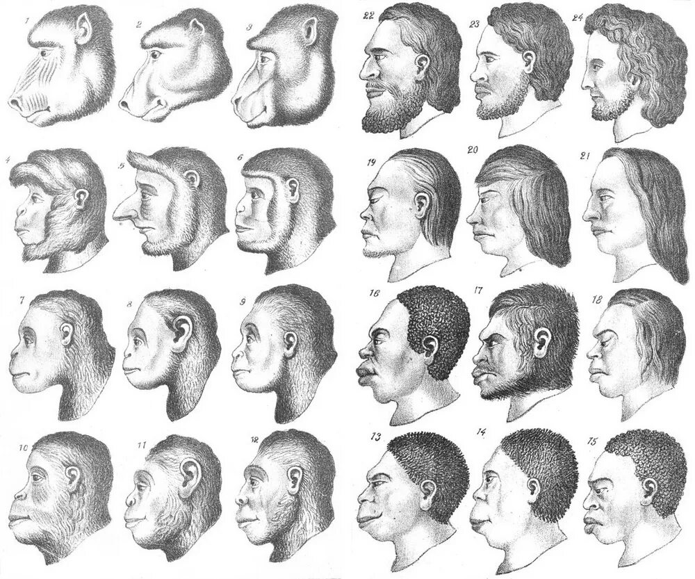 Эволюция человеческой расы. Эволюция лица. Эволюция человека лицо. Теория евгеники.