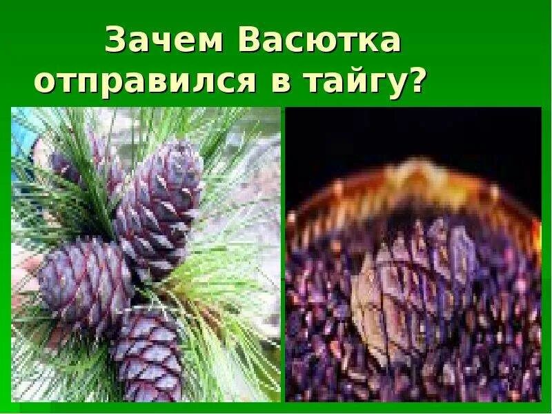 Васютка в тайге. Зачем Васютку отправили в тайгу. Астафьев Васютка в тайге. Приметы тайги.