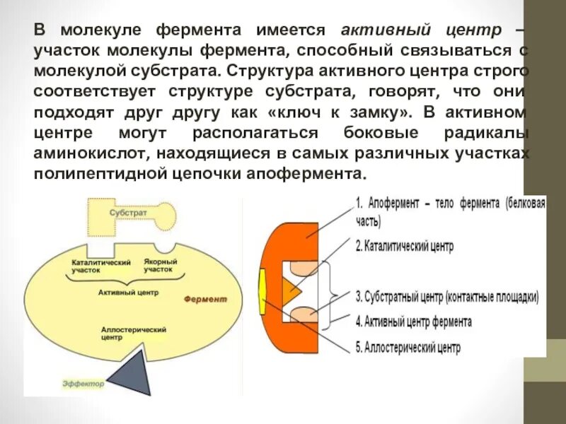 Образование ферментов происходит в процессе. Структура активного центра фермента. Участки активного центра фермента. Субстрат активный центр фермента. Строение активного центра ферментов.