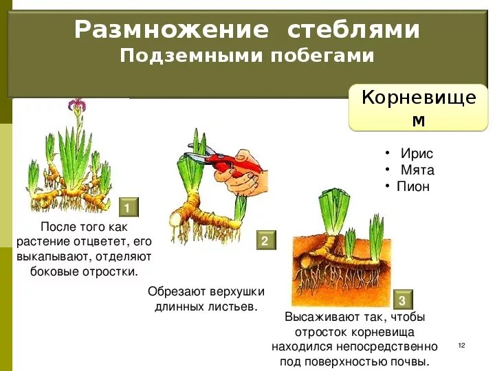 Размножение видоизмененным корнем. Вегетативное размножение побегами схема. Размножение стеблями подземными побегами. Вегетативное размножение растений корневищами. Способы вегетативного размножения подземными побегами.