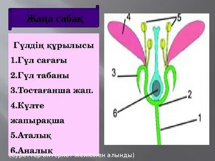 Эротикалық фильмдер жасырын камера