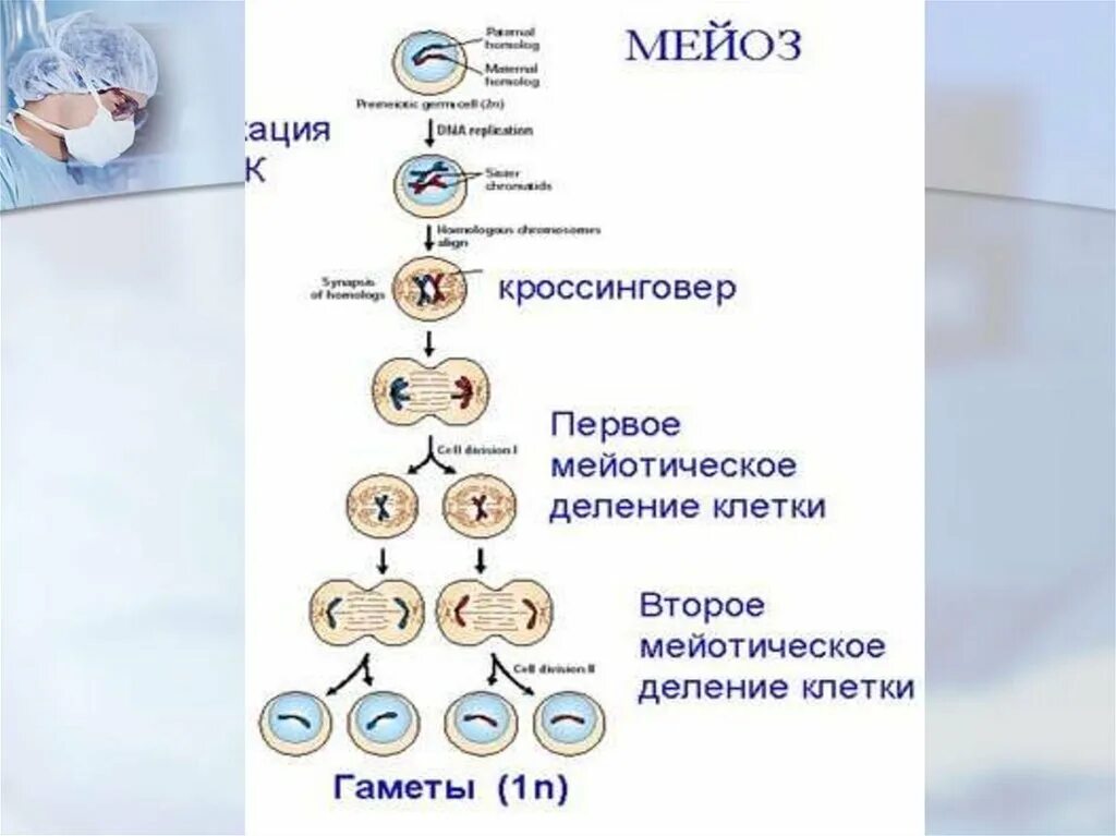 Мейоз презентация 9 класс биология