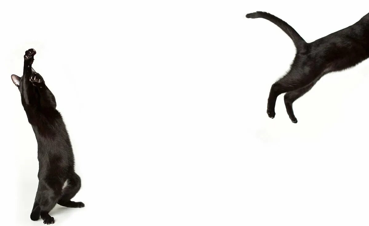 Кот стоит на белом фоне. Черный кот в прыжке. кот на дыбах. черный кот прыгает.