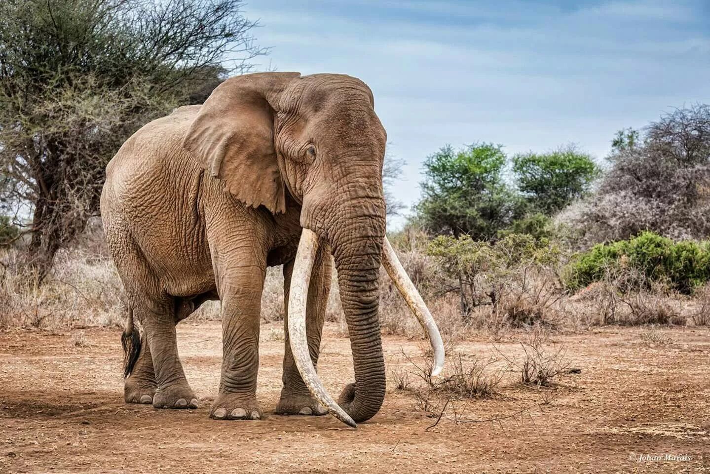 Elephants walking. Elephant walk. Tusker слон. Коломбо фото слонов на улицах. Bull Elephant.