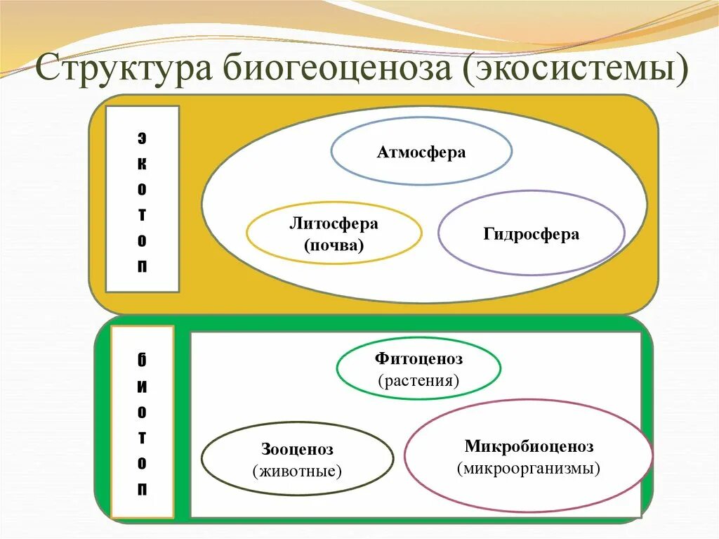 Структура биогеоценоза схема. Экосистема структура экосистемы. Структура биогеоценоза и схема взаимодействия между компонентами. Экосистема структура экосистемы. Трофическая структура биогеоценоза это.