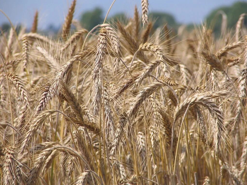 Рожь Оренбург. Ставропольский сорт пшеницы Нива. Поспела пшеница. Созревшая пшеница. Хорошее жито