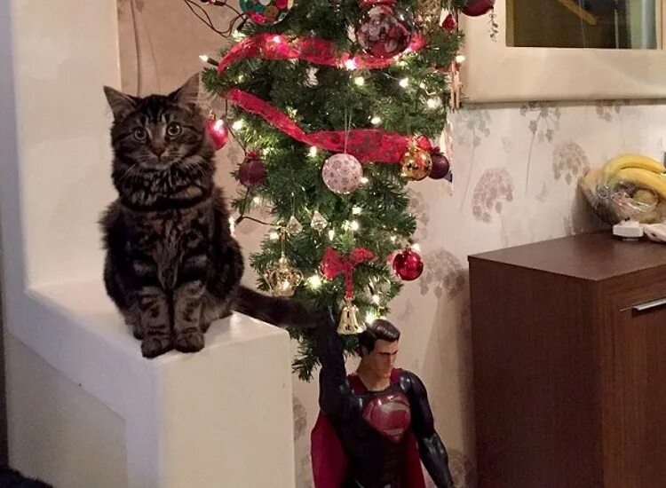 Елка на потолке от котов. Антивандальная елка для кота. Кот и елка на потолке. Елка на потолке. Елка на потолке от кота.