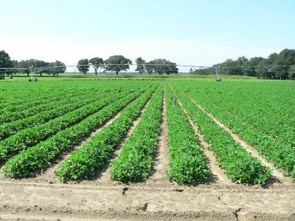 Planting crops