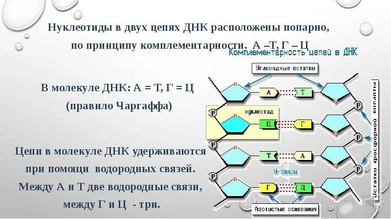 Правильная цепь днк