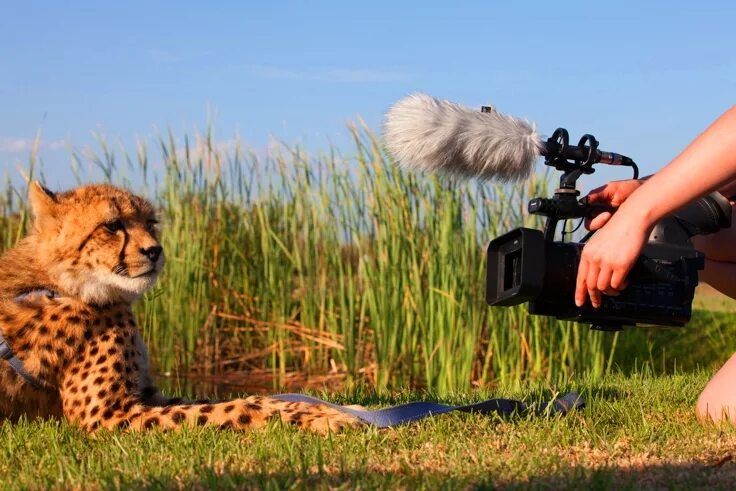 Слон. Пейзаж животные. Нат гео вайт. Wildlife programme. Тигрови скариди тиган.