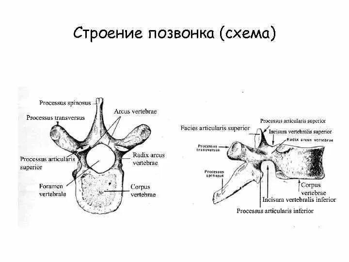 Грудной позвонок характеристика. Поясничный позвонок строение анатомия. Анатомическое строение поясничного позвонка. Поясничные позвонки анатомия животных. Строение грудного позвонка человека анатомия.