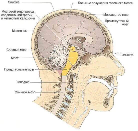 Пинеальная железа это. Эпифиз головного мозга анатомия. Строение мозга эпифиз. Эпифиз мозга шишковидное тело. Шишковидная железа анатомия.