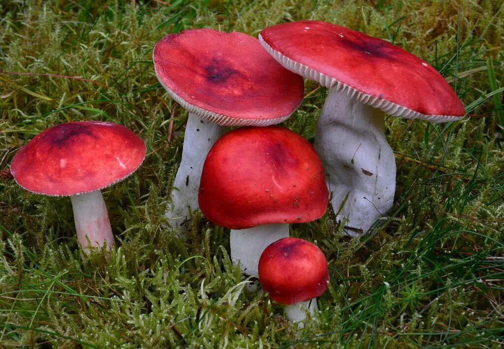 Есть гриб сыроежка. Сыроежка рвотная жгучеедкая. Грибы Russula emetica. Сыроежка гриб. Сыроежка сардониксовая.