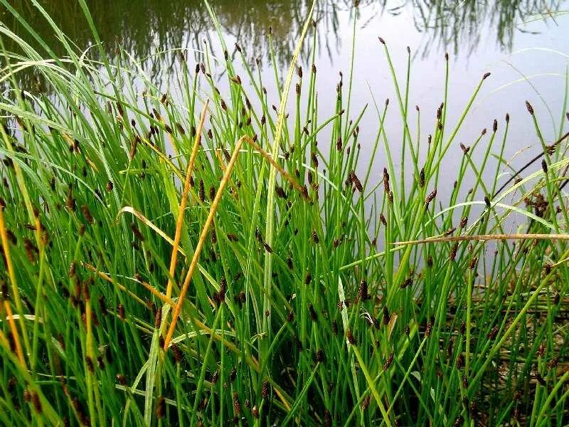 Болотница Болотная (Ситняг болотный. Ситняг болотный Eleocharis palustris. Болотница (Ситняг). Ситняг болотный (Болотница). Что растет в озере