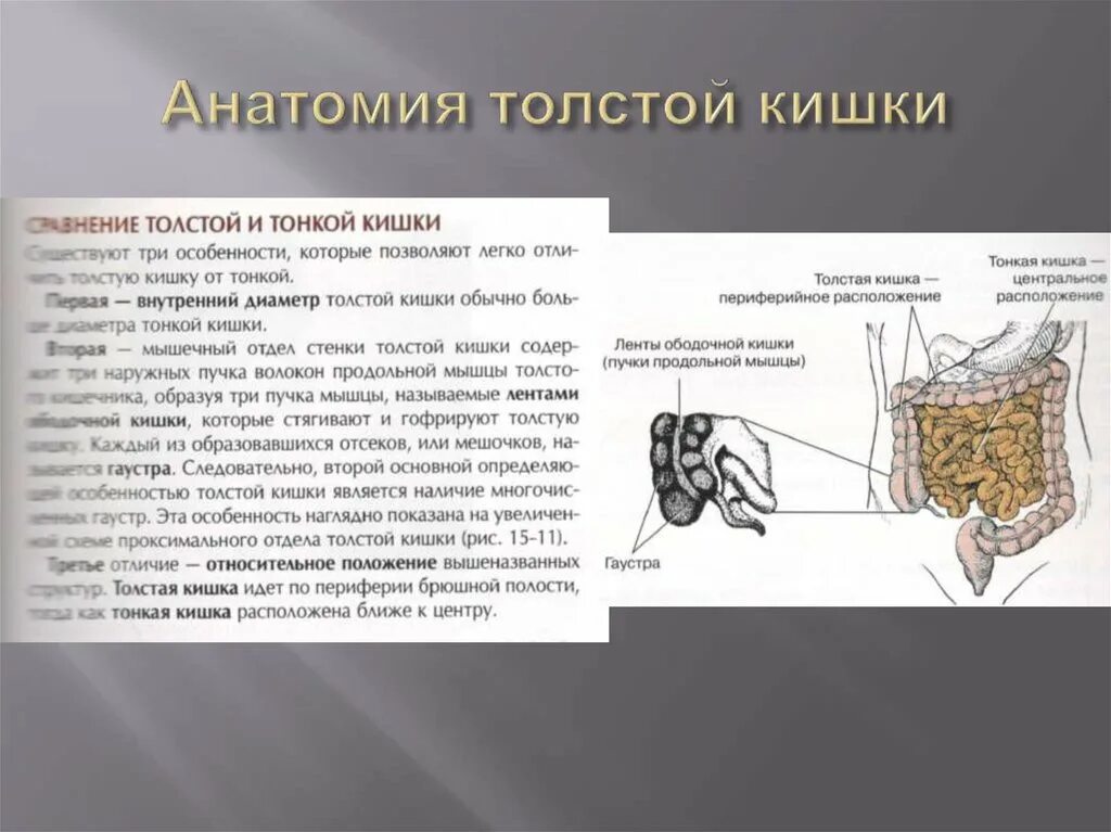 Толстая кишка человека особенности строения. Особенности Толстого кишечника. Толстый кишечник особенности строения. Особенности строения Толстого кишечника. Особенностью строения толстой кишки являются.