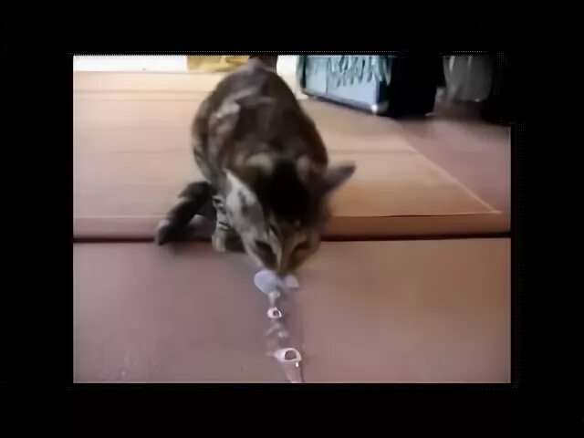 Мем кошка блюет