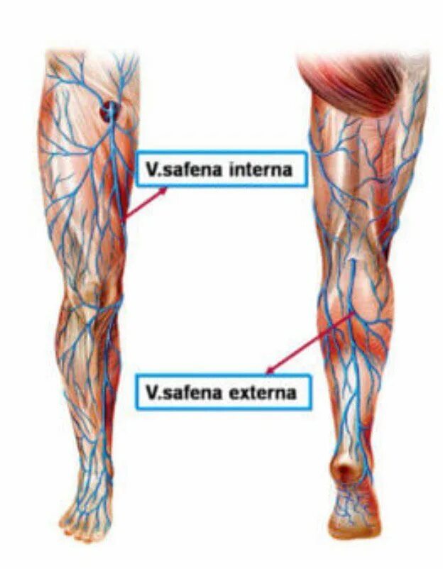 Vena saphena. Сафена парвап. Vena saphena Magna.