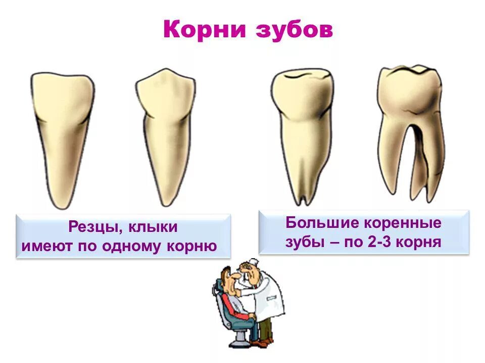 Коренные зубы, резцы, резцы клыки. Строение молочного зуба резца. Большой корень коренного зуба.