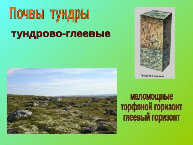 Природная зона тундра почва. Тундровые почвы России. Почвы тундры. Почвы тундры в России.