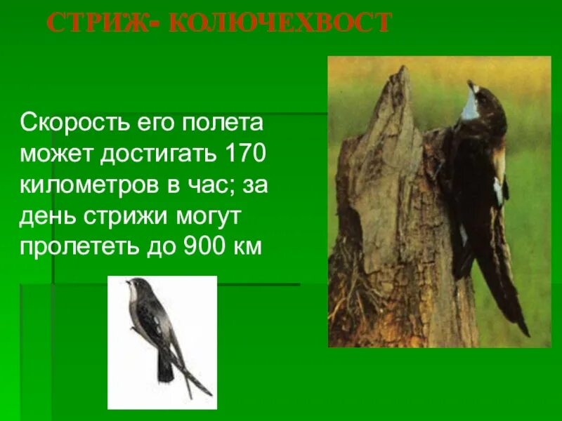 Скорость полета ласточки. Стриж скорость полета. Стриж и ласточка. Стриж птица скорость полета. Скорость стрижа в полете.