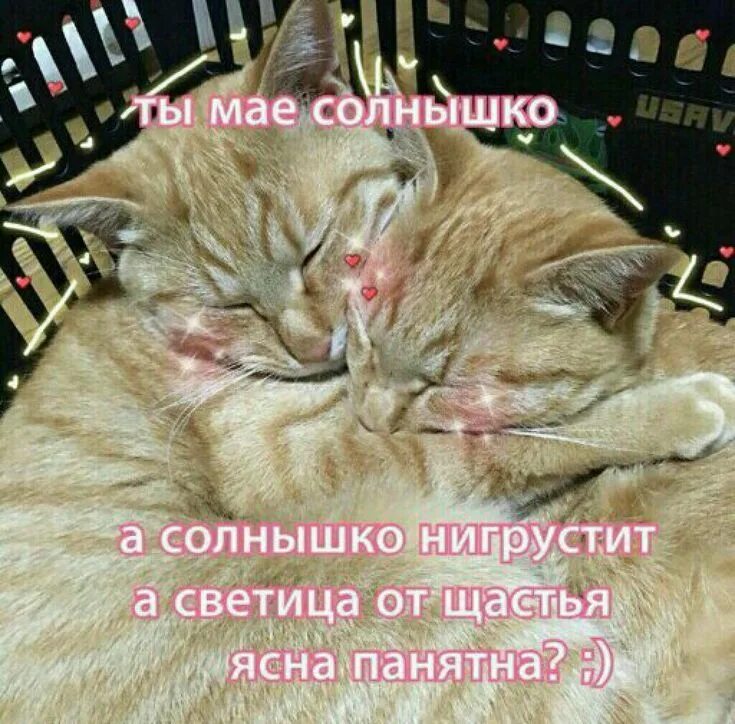 Пин от пользователя Ira Russkih на доске ❤ ️пикчи в 2020 г Кошачьи мемы, Смешные 