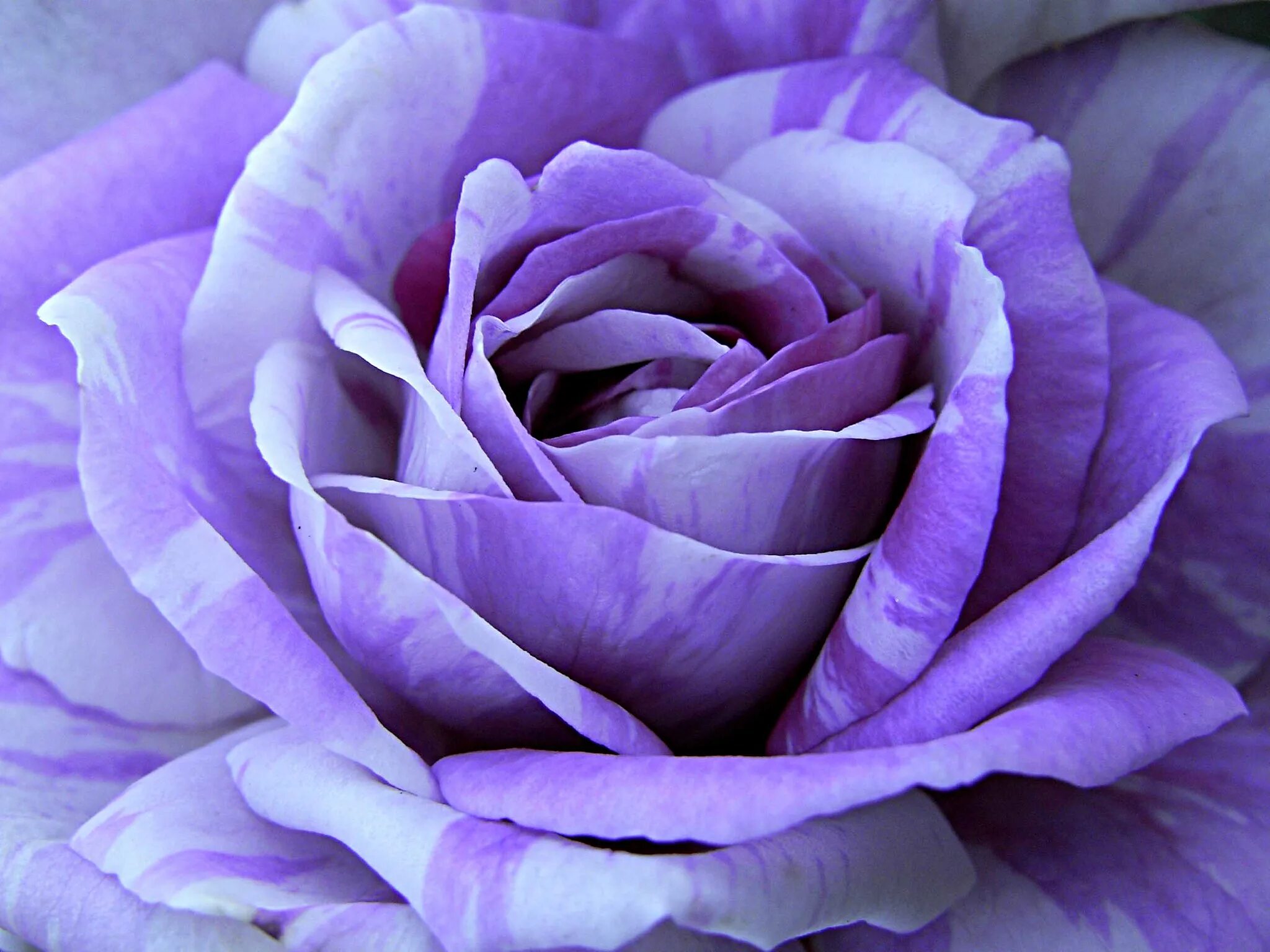 фиолетово сиренево розовый