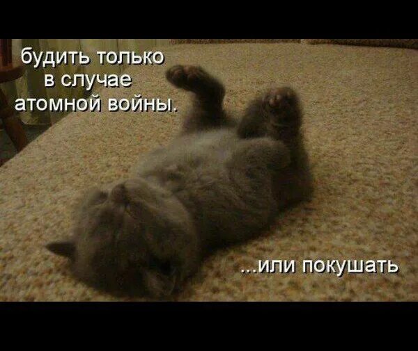 Сообщение буди. Не будить. спокойной ночи прикол. спокойной ночи высыпайся. не будить спокойной ночи.