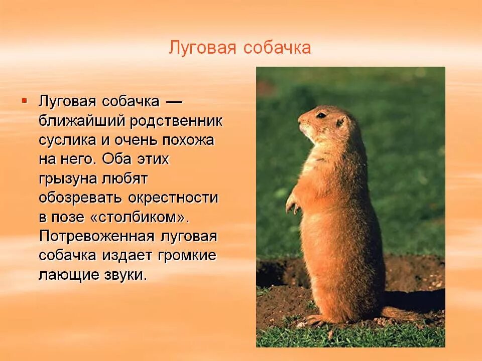 Сообщение о животном луга 4 класс окружающий. Суслик презентация. проект про суслика. сообщение о животных луга. небольшой рассказ о суслике.