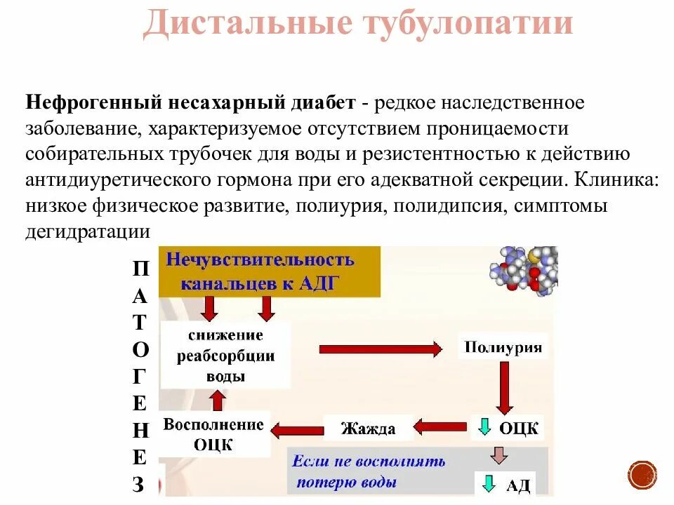 Несахарный диабет патофизиология. Несахарный диабет патологическая физиология. Несахарный диабет механизм развития. Несахарный диабет этиология. Несахарный диабет биохимия симптомы.