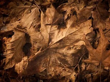Brown picture