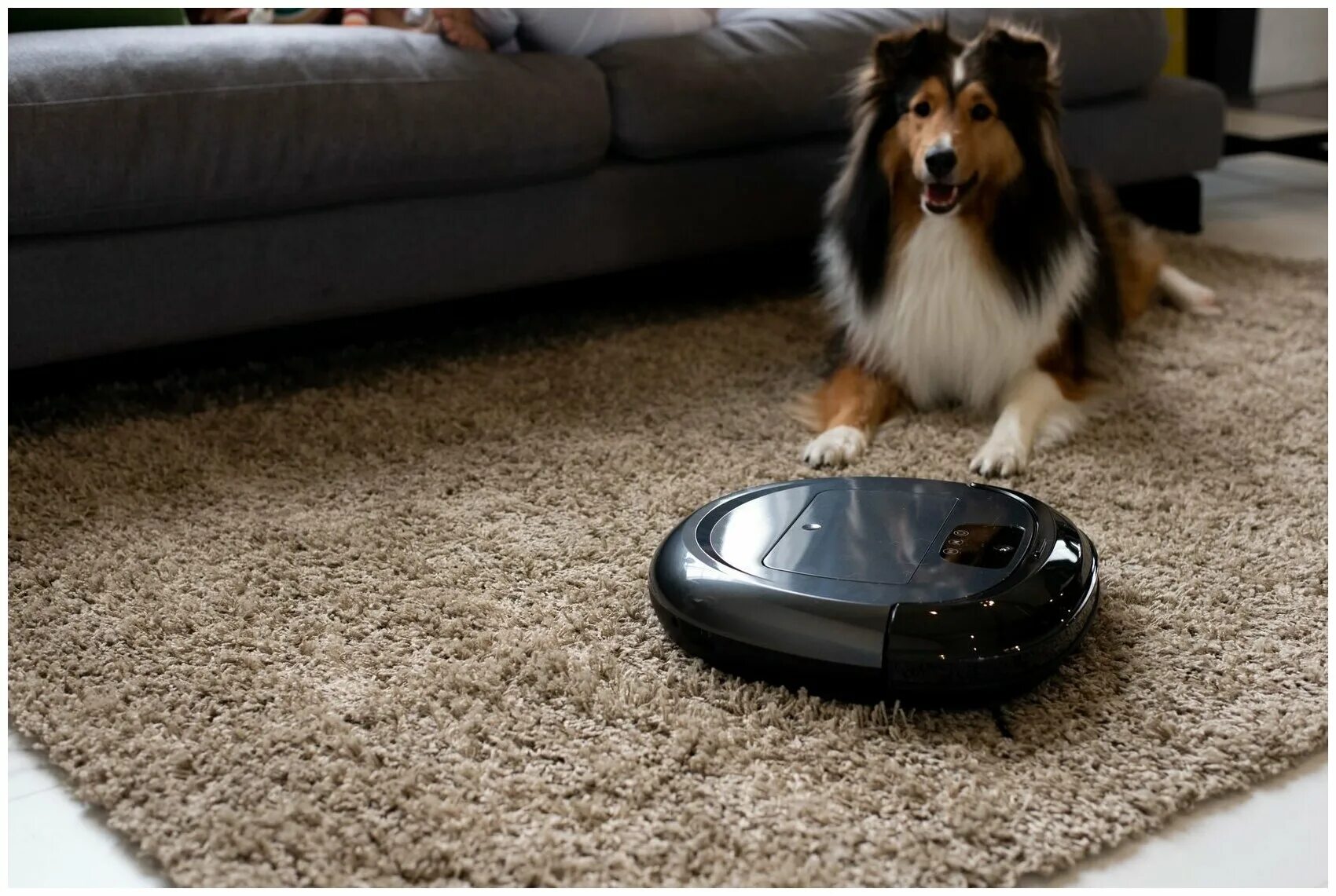 Робот пылесос от шерсти животных. Робот пылесос и собака. Робот-пылесос и кошка. Робот пылесос для собачьей шерсти. Робот пылесос и собака.