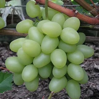 Виноград вкус сорта