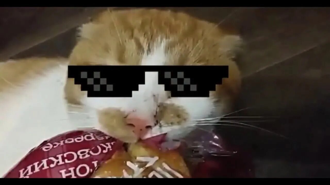 Боря отдам. Кот боря. &quot;булку отдай&quot;. боря с хлебом.