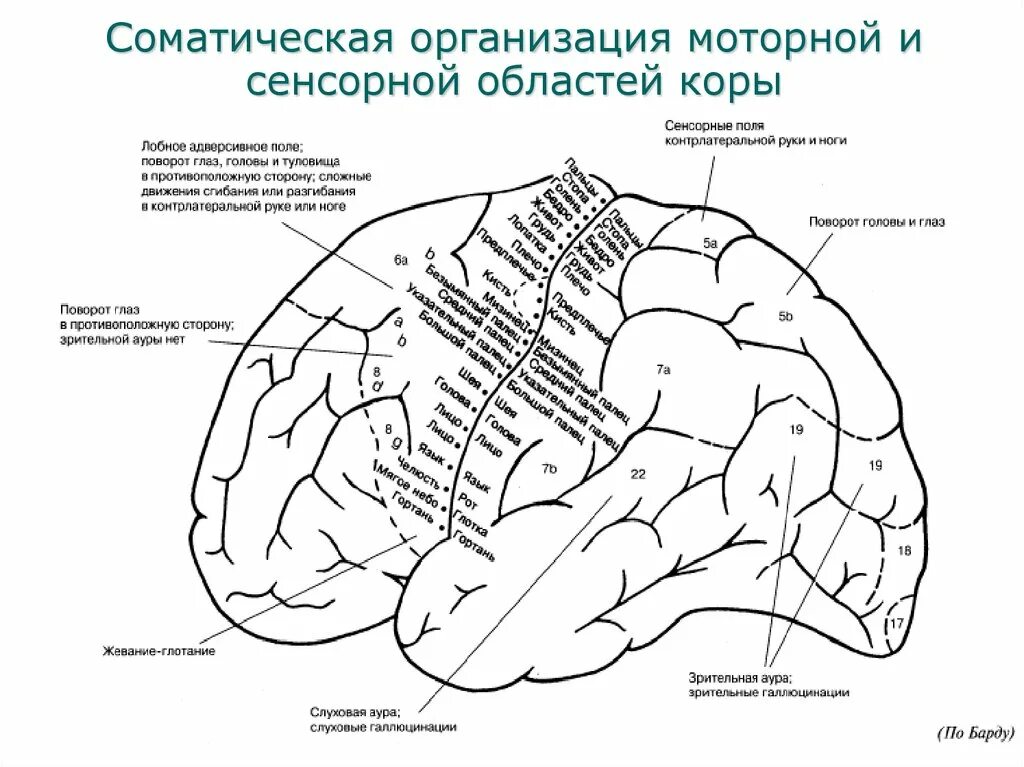 Функциональные зоны мозга. Проекционные зоны коры головного мозга. Топография зон коры головного мозга.