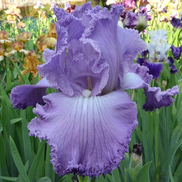 ирис сорт соул мьюзик. ирис оше на сходненской. ирис кирквуда. ирис deacon. ирис дедикейтед.