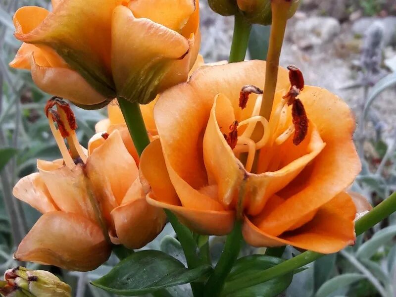 лилия эприкот фадж apricot fudge. лилия эприкот фадж apricot fudge.