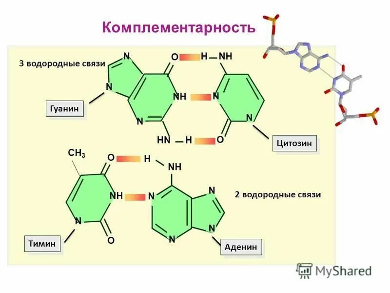Какой процент нуклеотидов с цитозином содержит днк. Какой процент нуклеотидов с цитозином содержит днк