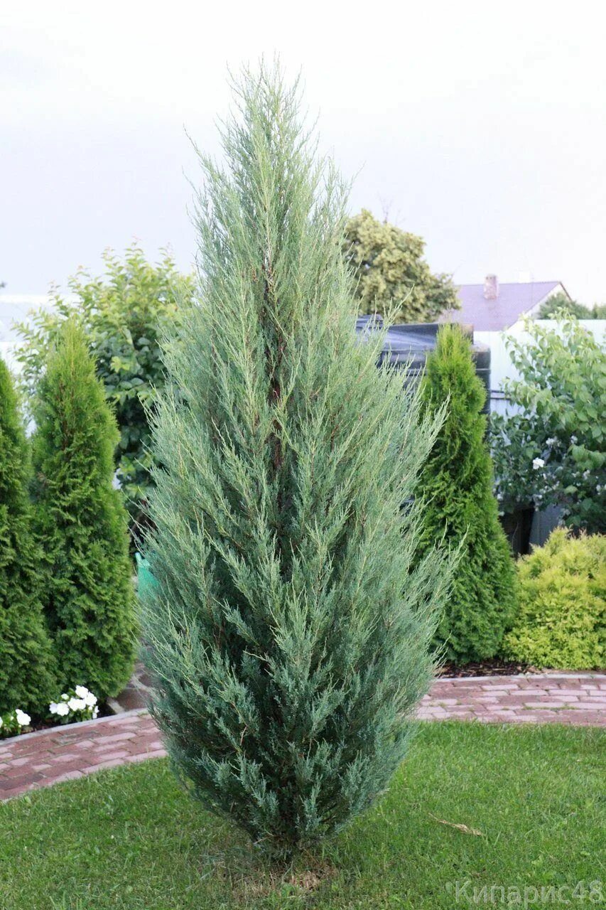 Ялівець скельний (Juniperus scopulorum) "Moonglow" / Н 50-60 см/контейнер С 2L