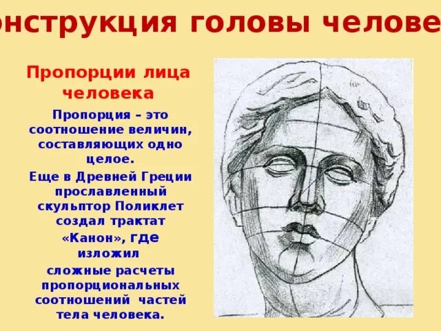 Конструкция головы человека. Конструкция головы человека и ее пропорции. Античные пропорции лица. Основные пропорции лица.